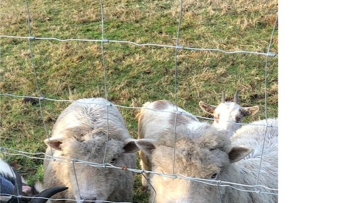 Babydoll Southdown Sheep