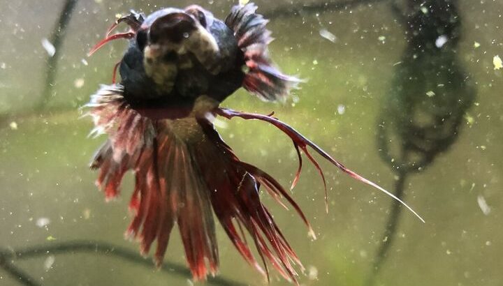 Beautiful red betta fish