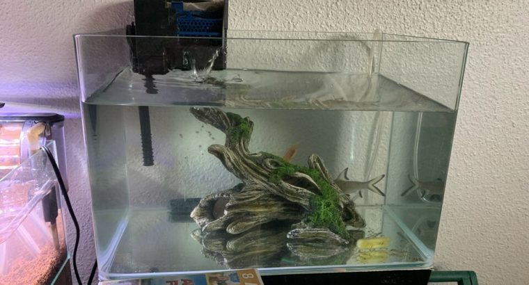 Silver Bala Shark, Gold Pleco and Aquarium Decorations