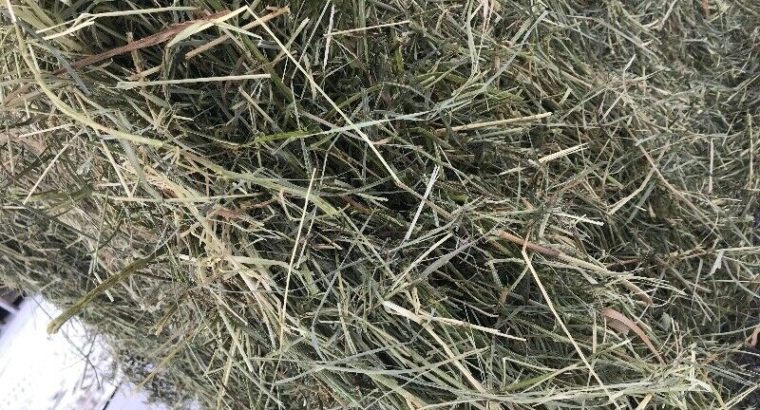 Large square hay bales(Price Includes Delivery) 4’x4′ Bales