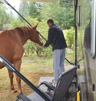 Unique Horse Boarding – how about camping with your horse? 3