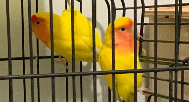 Lovebird 3 breeding pair sale