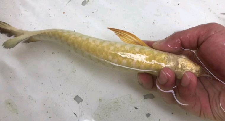 Goldenhead/full helmet arowana