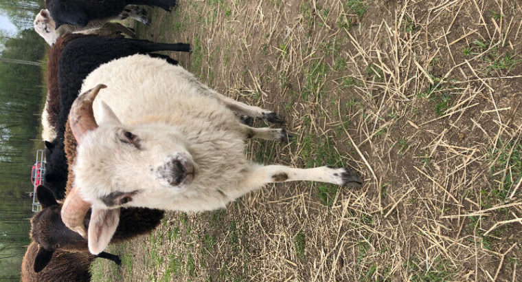 Shetland/Shetland Mix Sheep for Sale