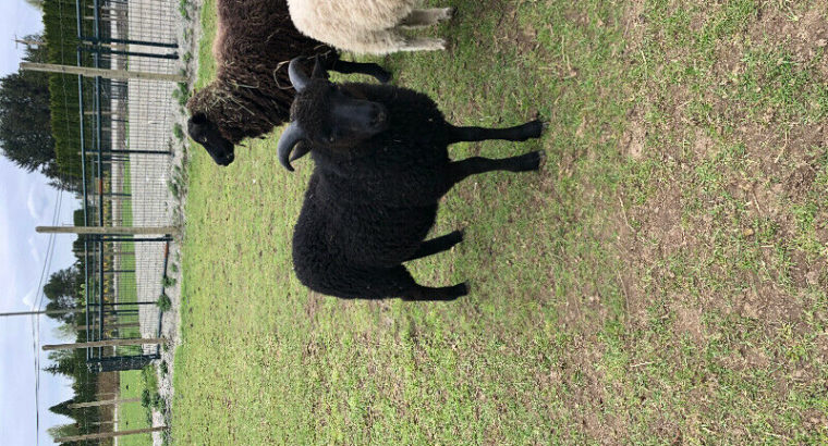 Shetland/Shetland Mix Sheep for Sale