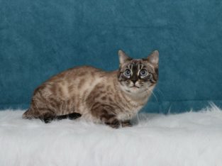 TICA reg Charcoal Snow Bengal Female