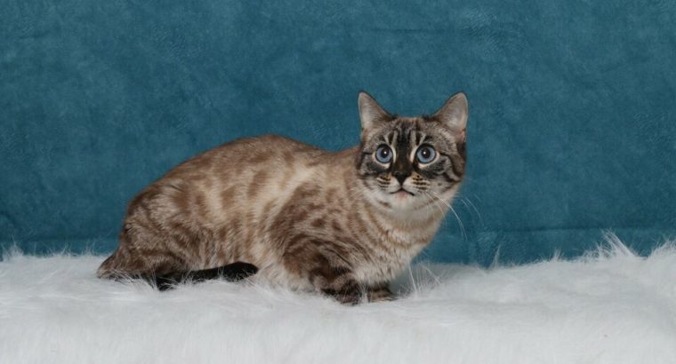 TICA reg Charcoal Snow Bengal Female