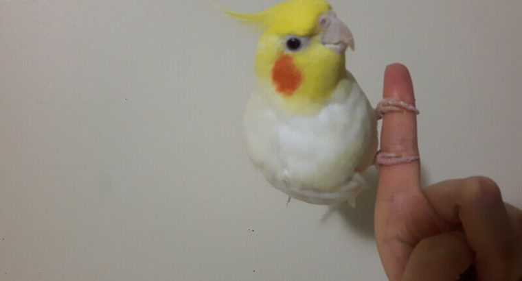 Cockatiel to be Rehomed – Hand-tame, VERY intelligent, sings.