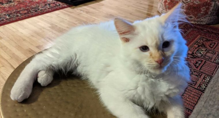 Fluffy White Kitten for Sale! Blue eyed Flamepoint