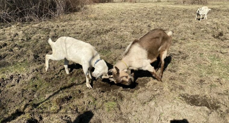 Alpine and Saanen Goat