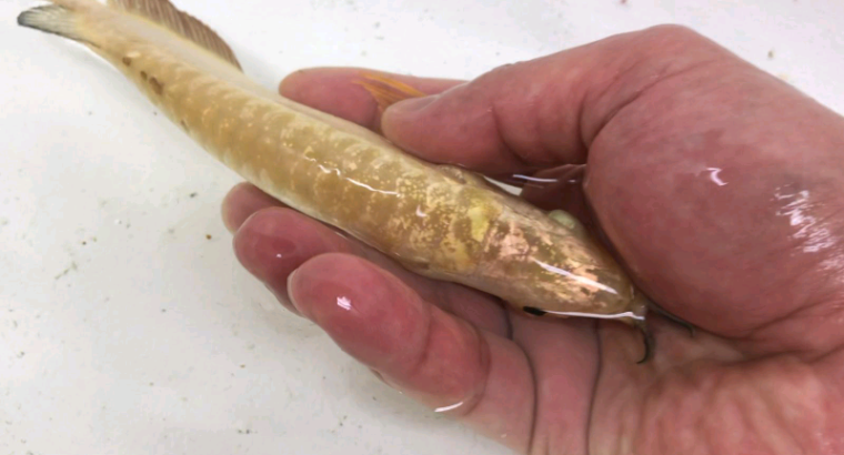 Goldenhead/full helmet arowana