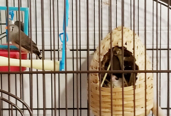 Wanted: Pet sitter for finches birds