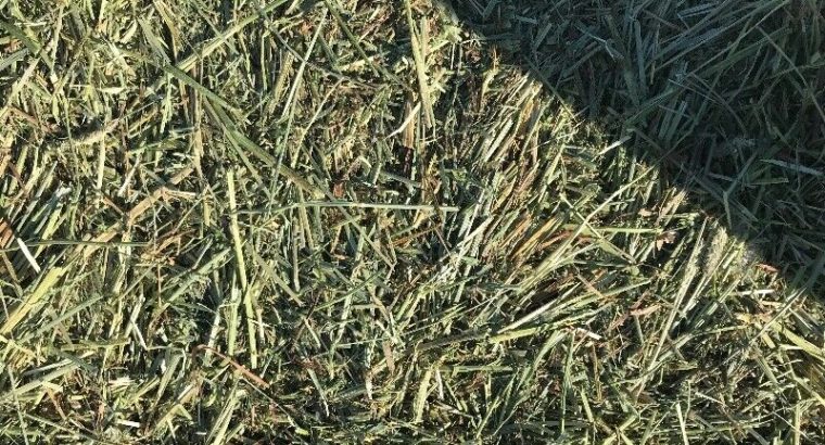 Large square hay bales(Price Includes Delivery) 4’x4’x8′ Bales