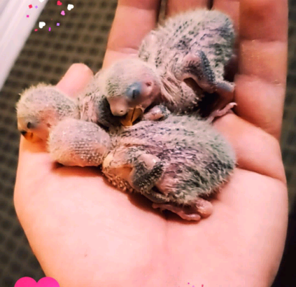 Three young lovebirds reach one month of age with a feeding hand