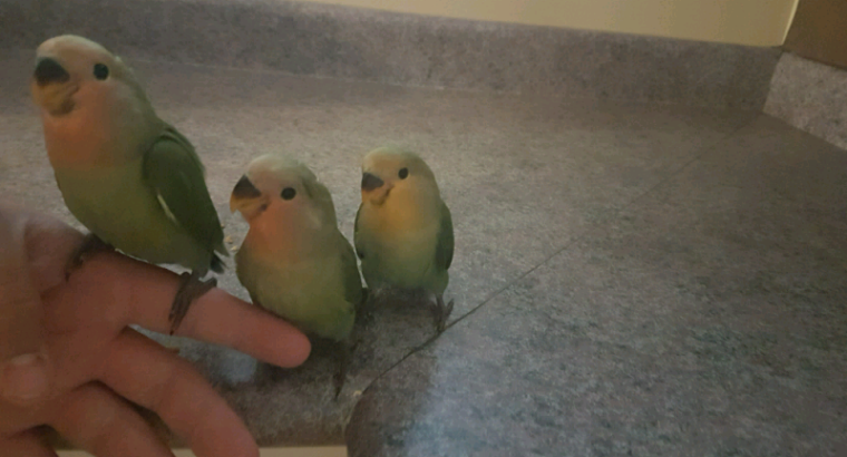 Three young lovebirds reach one month of age with a feeding hand