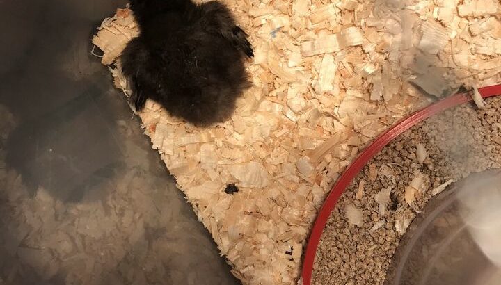 Silkie chickens