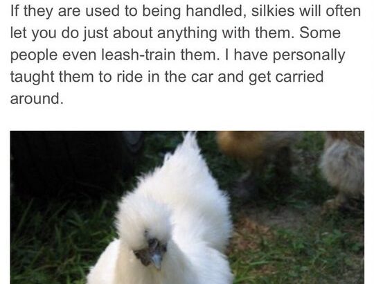 Silkie chickens