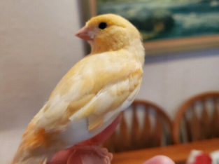 Female red mosaic canary