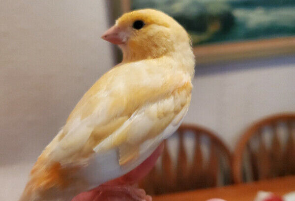 Female red mosaic canary