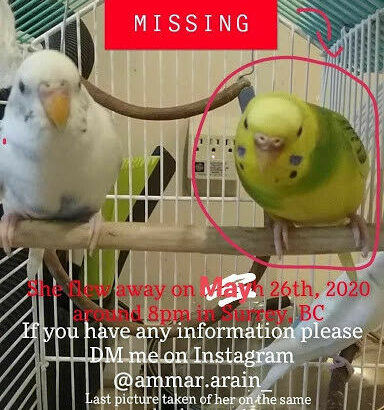Wanted: Missing Yellow and Green Budgie(Bird)