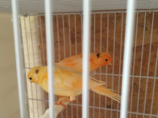 Pair of Canaries