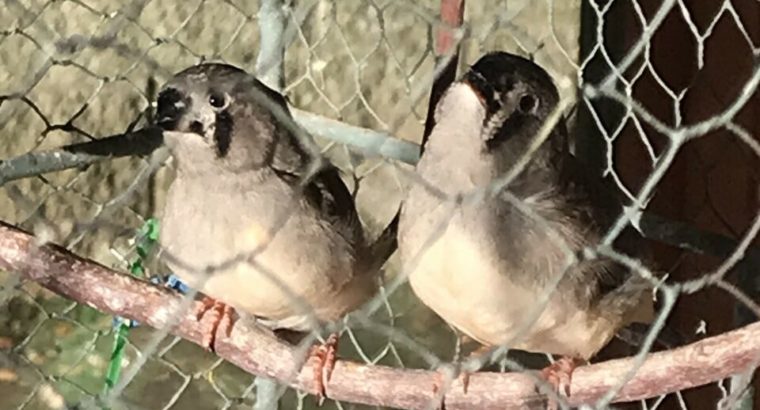 Baby English size Zebra finches. 2 available!