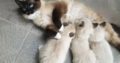 Sealpoint Ragdoll kittens