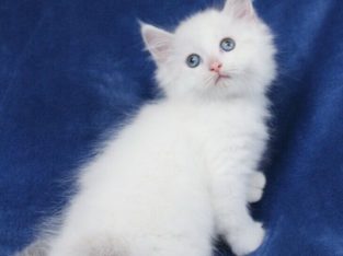 Bi-Colour RAGDOLL Kittens For Adoption