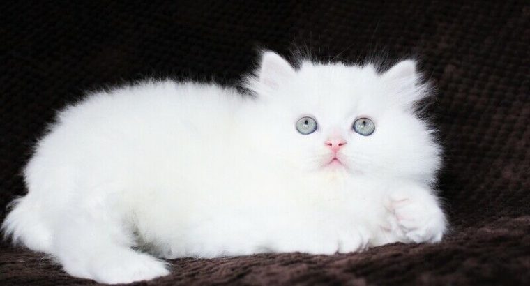 Pure White Persian Male Kitten