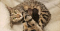 F5 Savannah Kittens Have arrived!!!