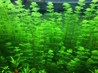Aquarium plants.
