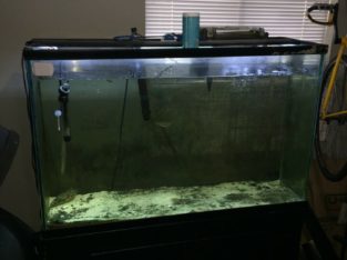 100gal fish tank with fahaka puffer