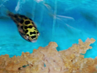 Green Spotted Puffer Fish with Full Setup