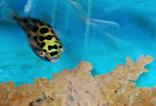 Green Spotted Puffer Fish with Full Setup