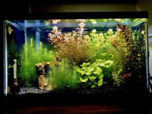 Fish tank plants