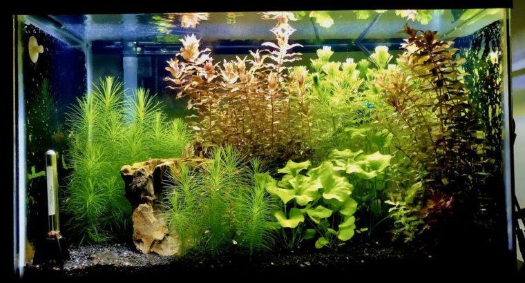 Fish tank plants