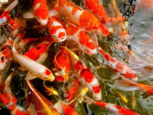 NEW JAPAN SHIPMENT**HIGH QUALITY KOI FISH SALE**