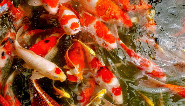 NEW JAPAN SHIPMENT**HIGH QUALITY KOI FISH SALE**