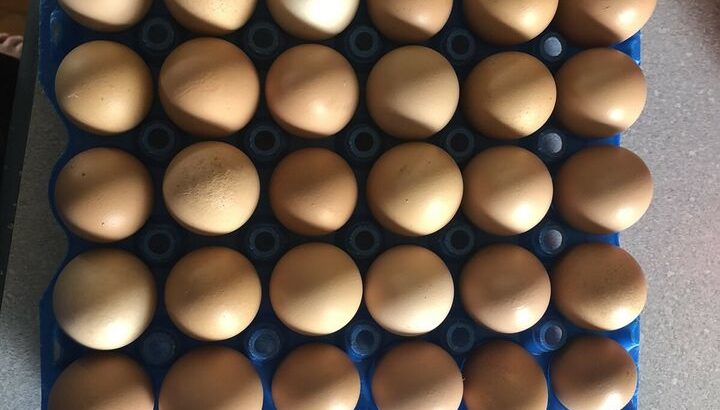 Fresh farm eggs for sale