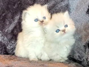 Beautiful Purebred Persians!!