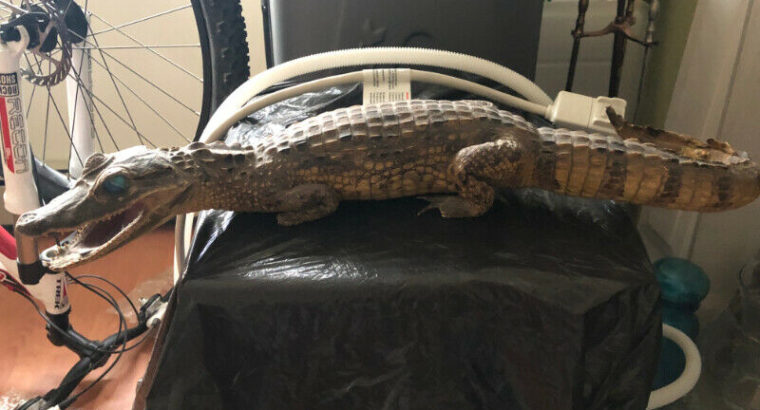 crocodile alligator real stuffed taxidermy