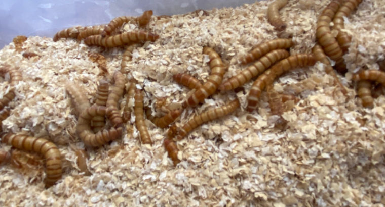 Mealworm Farm; grow for birds or business!