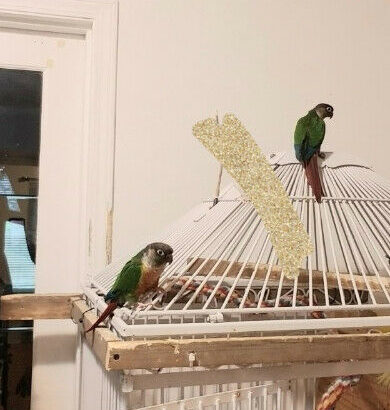 Tame bonded Pair Of Conures, Pair of LoveBirds & Budgie + cage