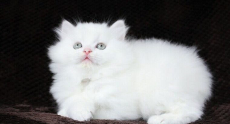 Pure White Persian Male Kitten