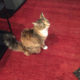 Wanted: CAME HOME MISSING 1 YEAR CALICO CAT NAMED BELLA MAY 28, 20120