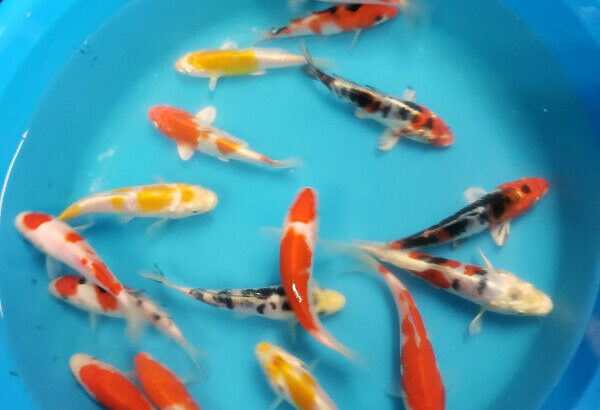 NEW JAPAN SHIPMENT**HIGH QUALITY KOI FISH SALE**