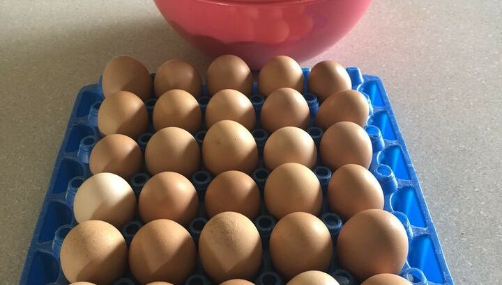 Fresh farm eggs for sale