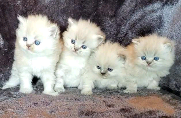 Beautiful Purebred Persians!!