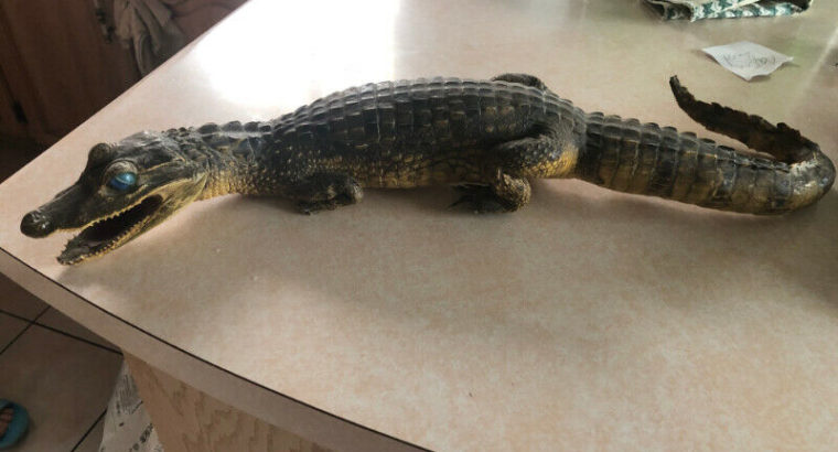 crocodile alligator real stuffed taxidermy