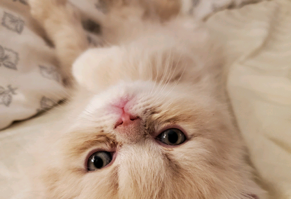 Purebred Doll Face Persian Kittens